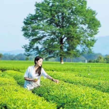 长沙绿茶小师妹