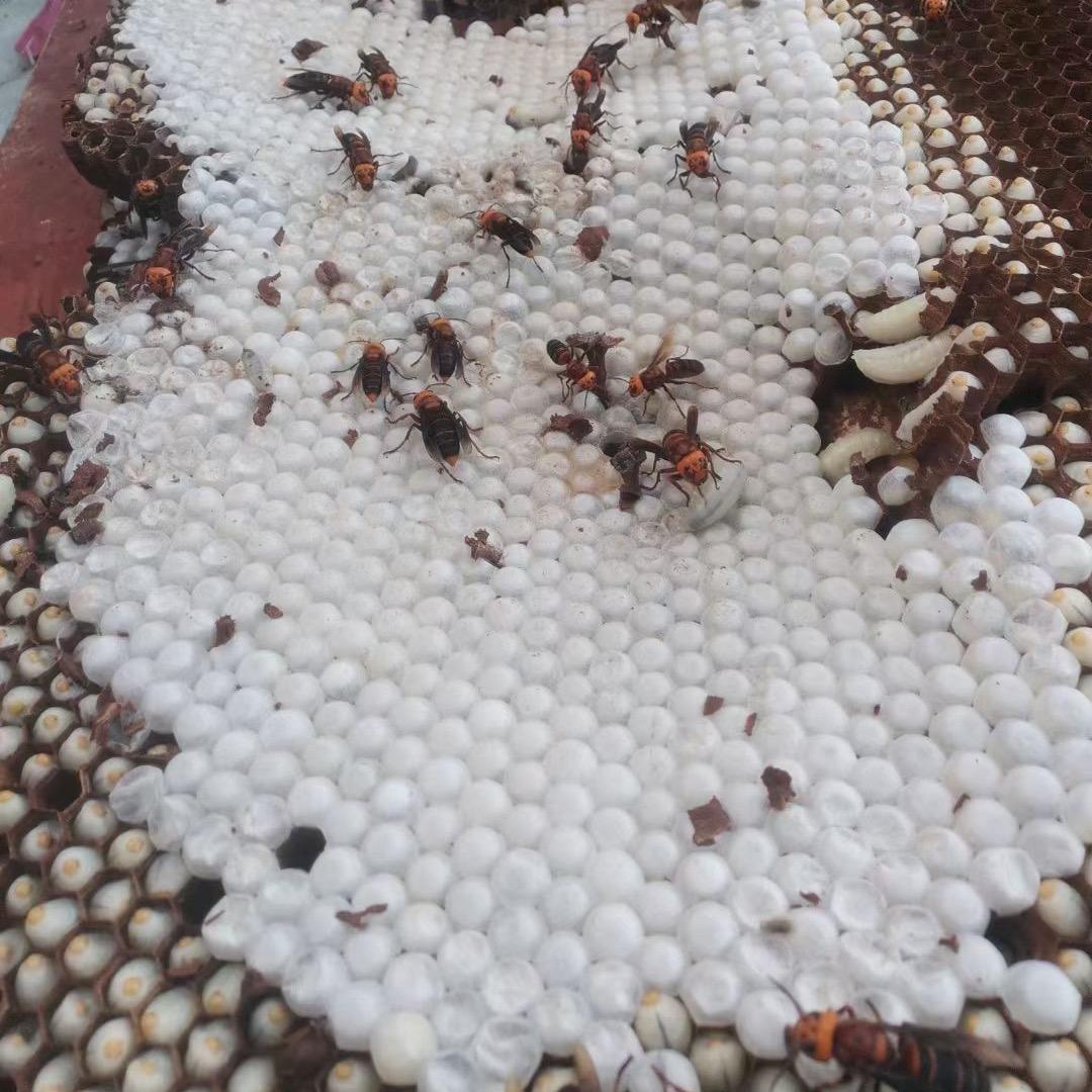 东兰县大众蜂业