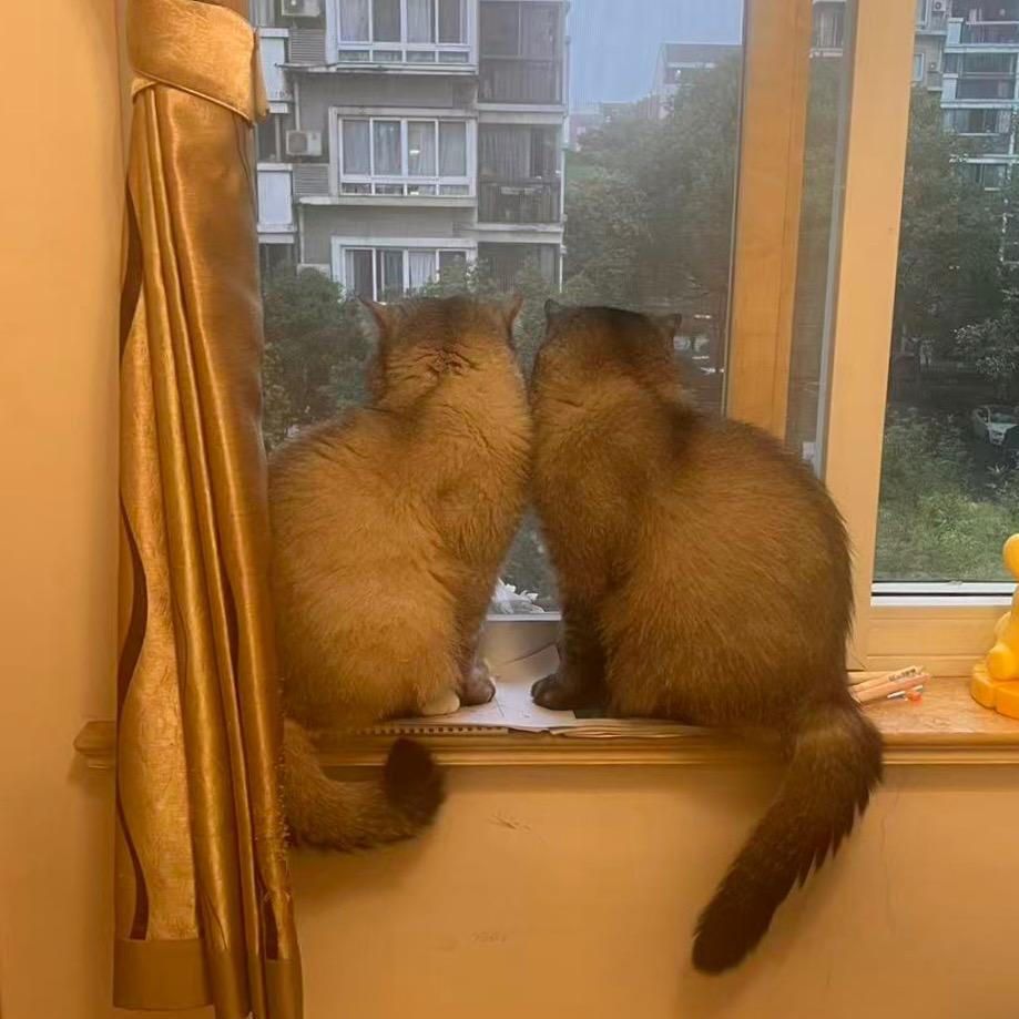 陶歪歪🐯🐇