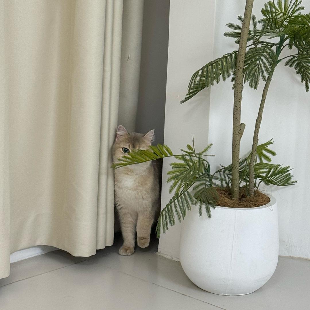 豆包包吖🐱