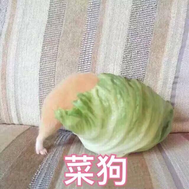 舟十（三角洲行动）