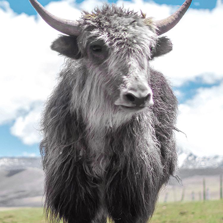 安多牧场有机生鲜