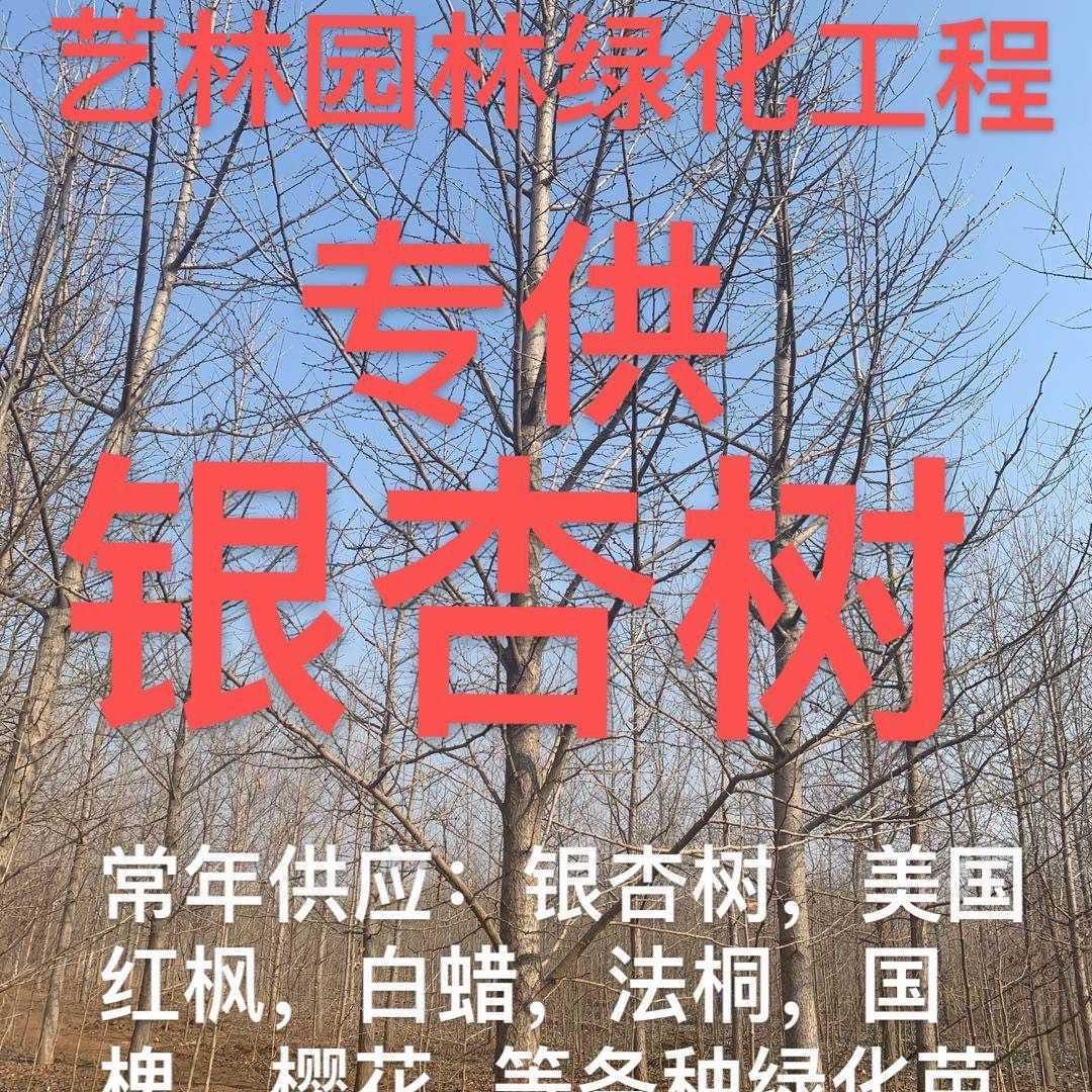 绿化苗木供应
