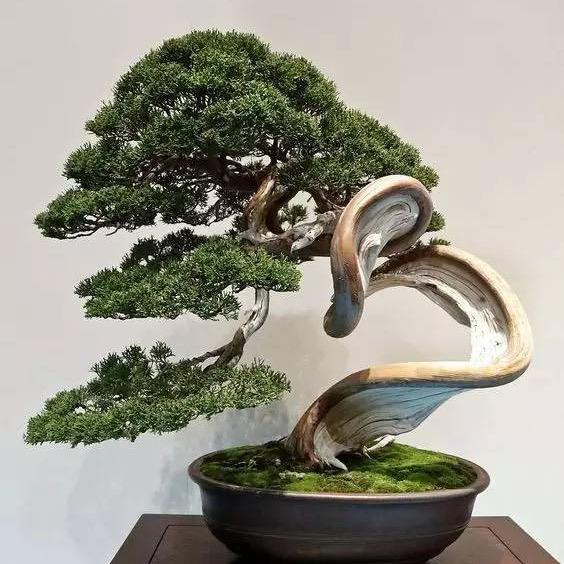 桩缘盆景基地直发