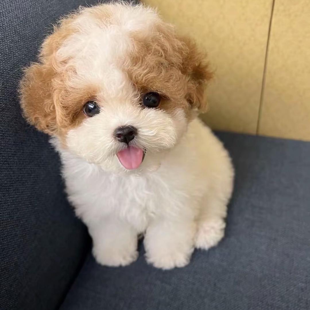 bababa