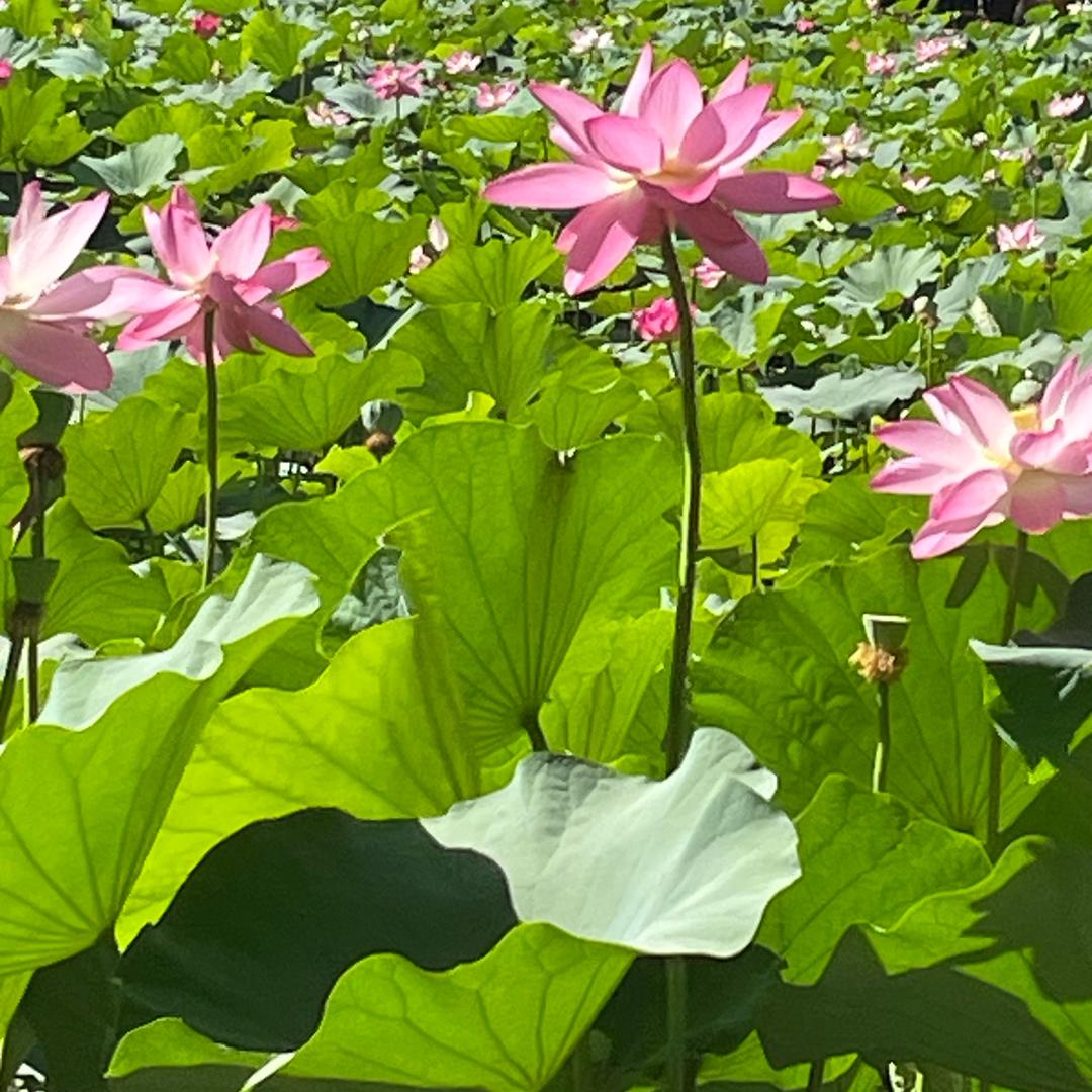 蕲艾艾灸李主任