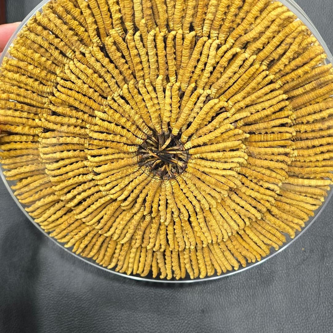 64 年的大龙🐉