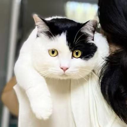 牛牛的萌喵日记