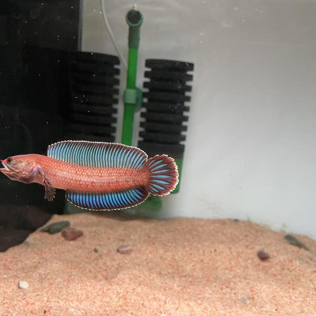 胖胖雷龙工作室