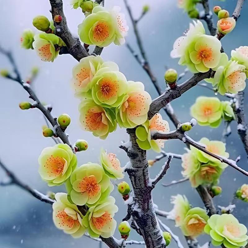 解小姐花卉园艺