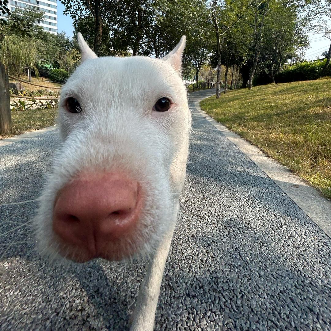大福🐶阿赞