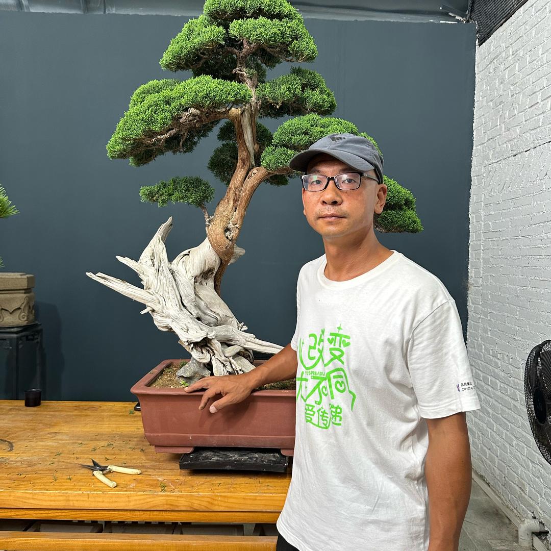 老万松柏造型