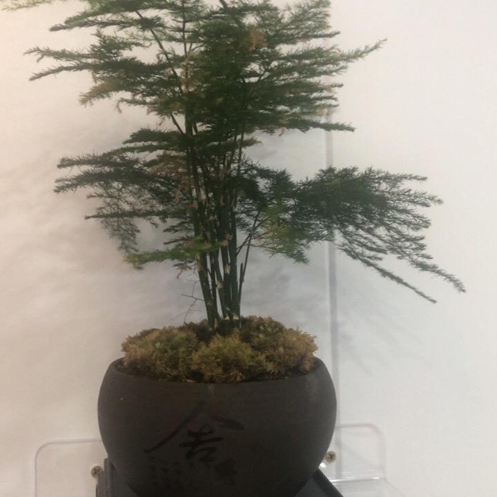 用户6159892584386傻妞妞