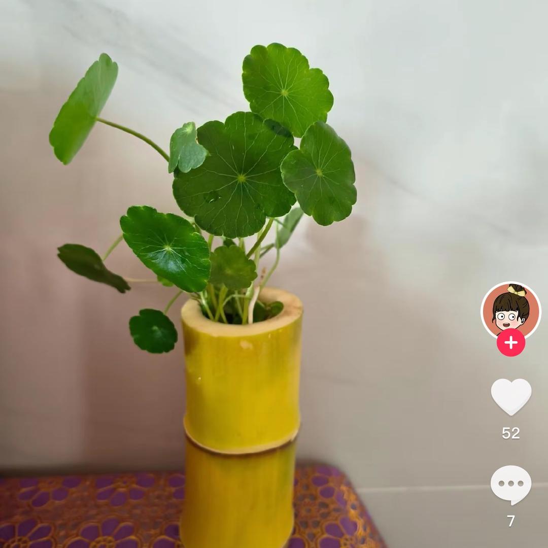 姐单身一样有范