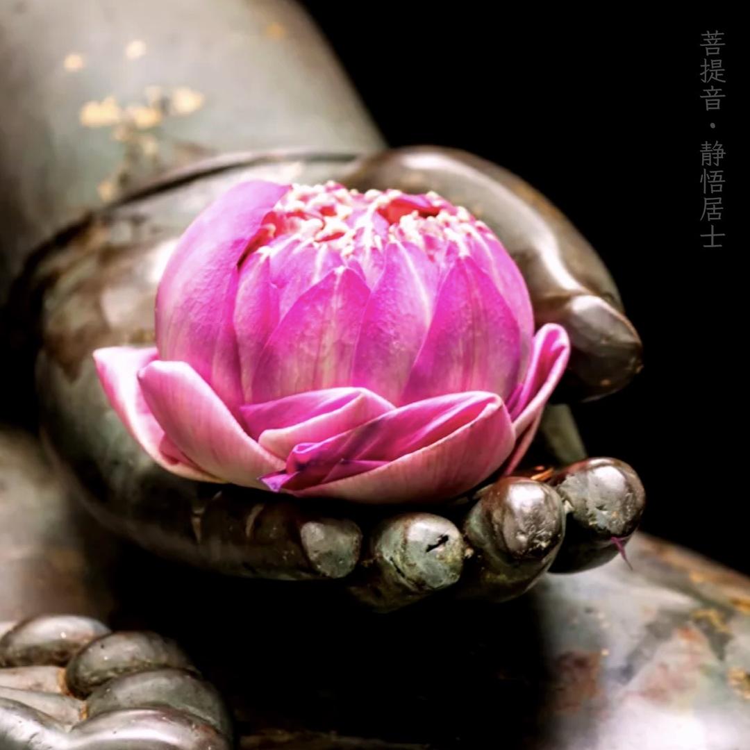 菩提音