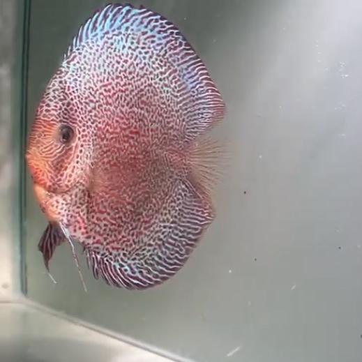 连连七彩