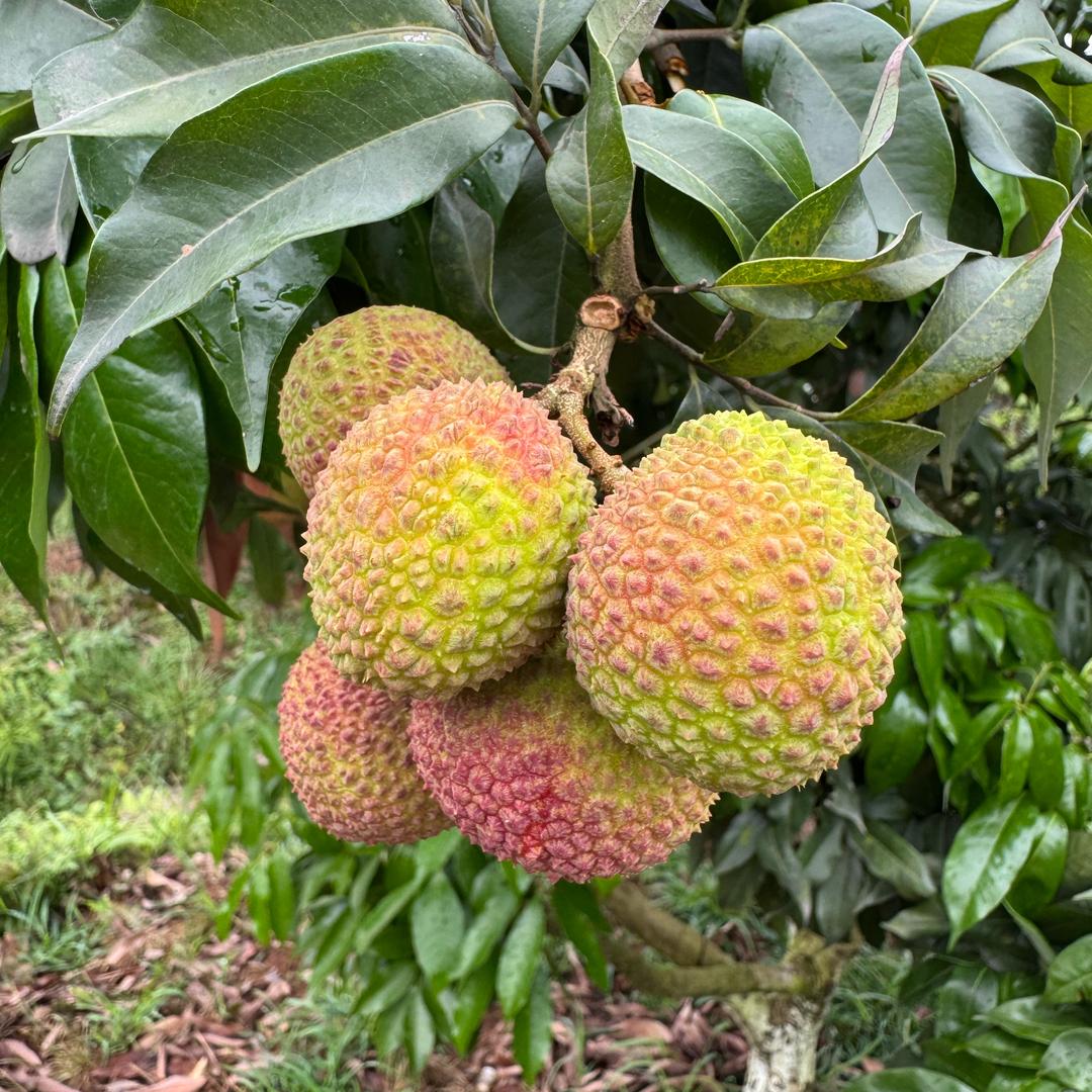 小兮兮的荔枝季