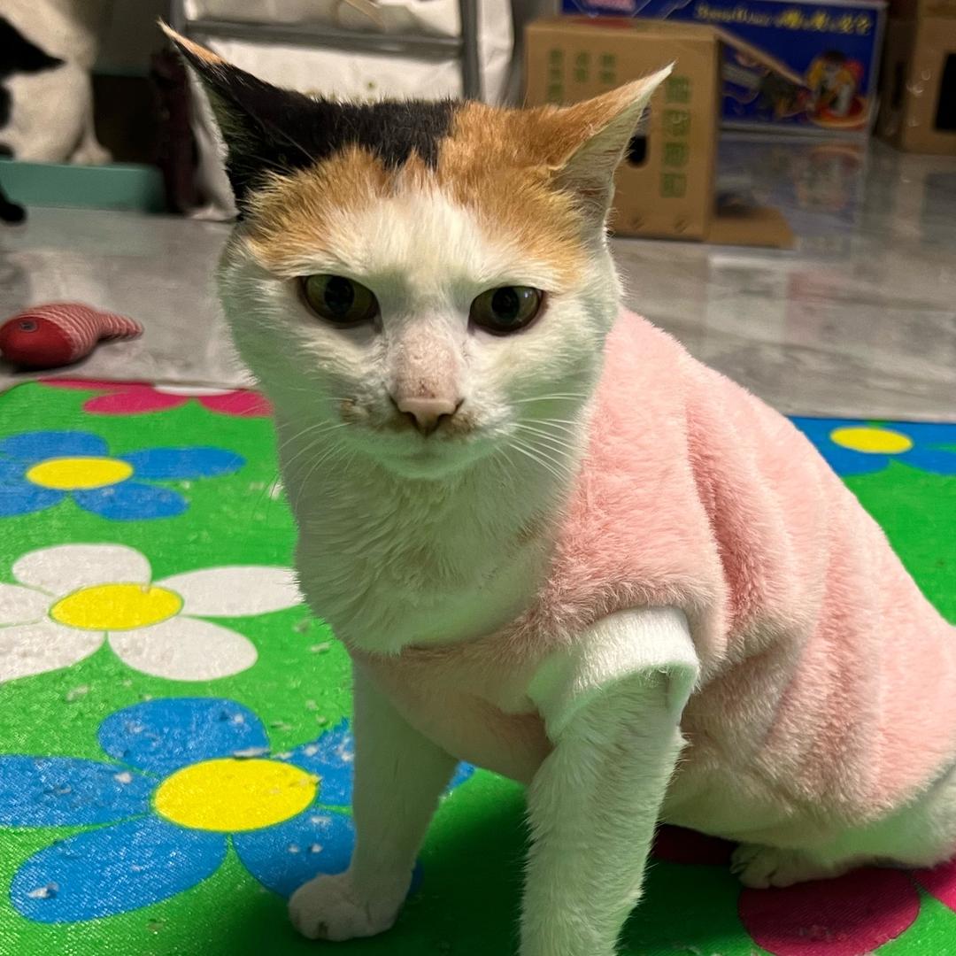 包小丁的喂猫日常🐱🐶