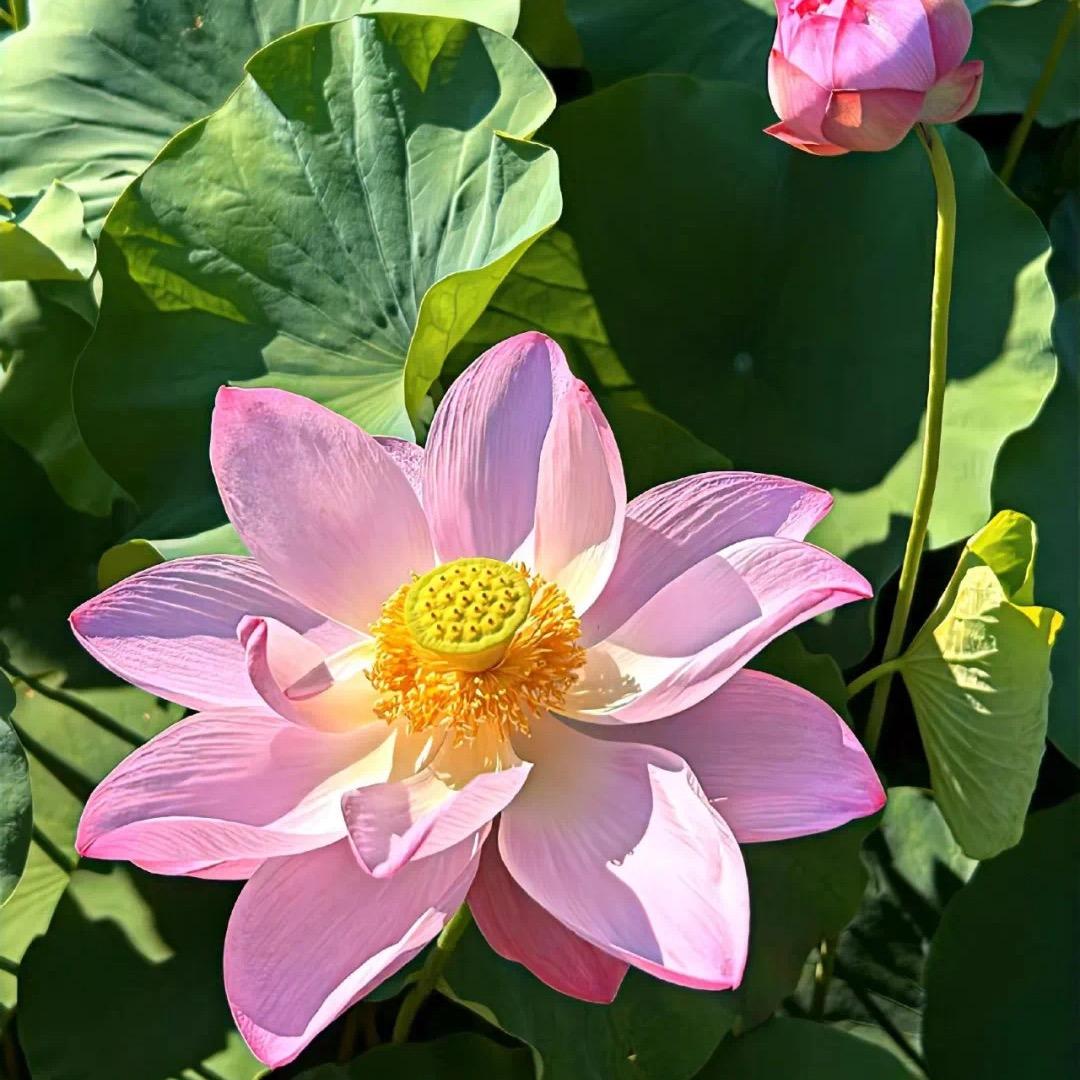 好事花生