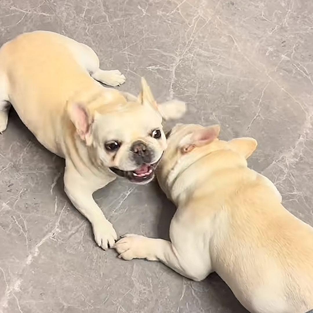 法斗萌宠（买🐶私聊）