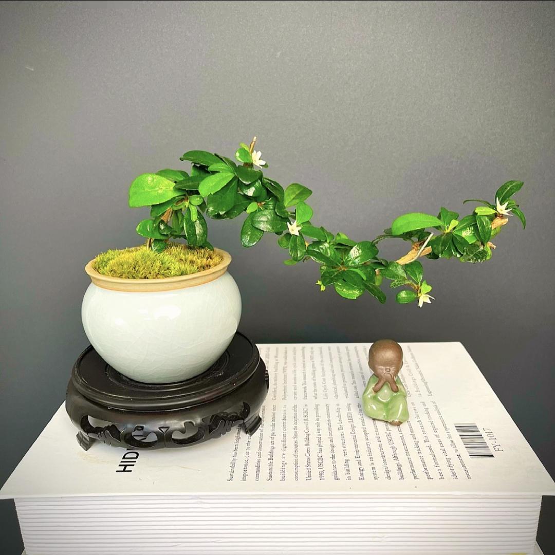 安安绿植优选