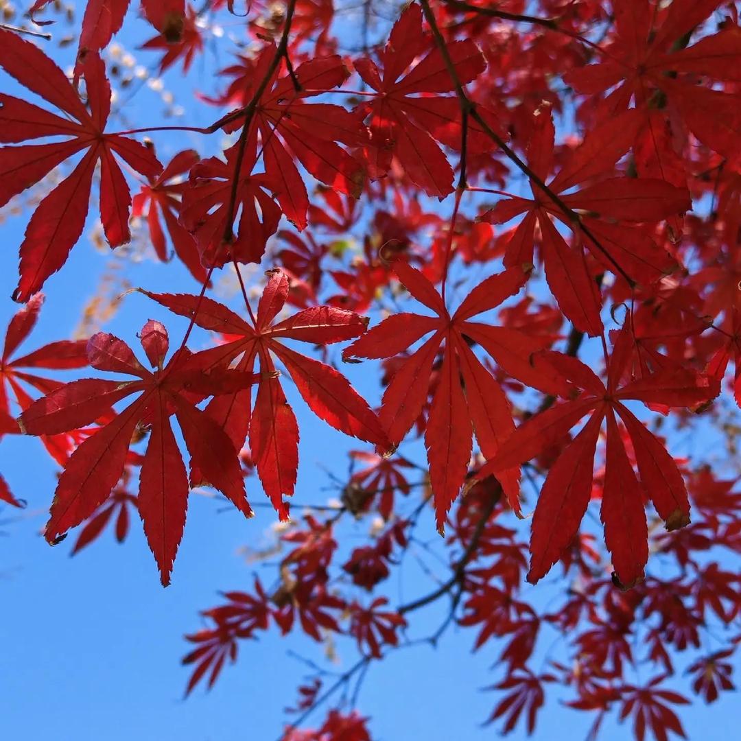 城南花亦开
