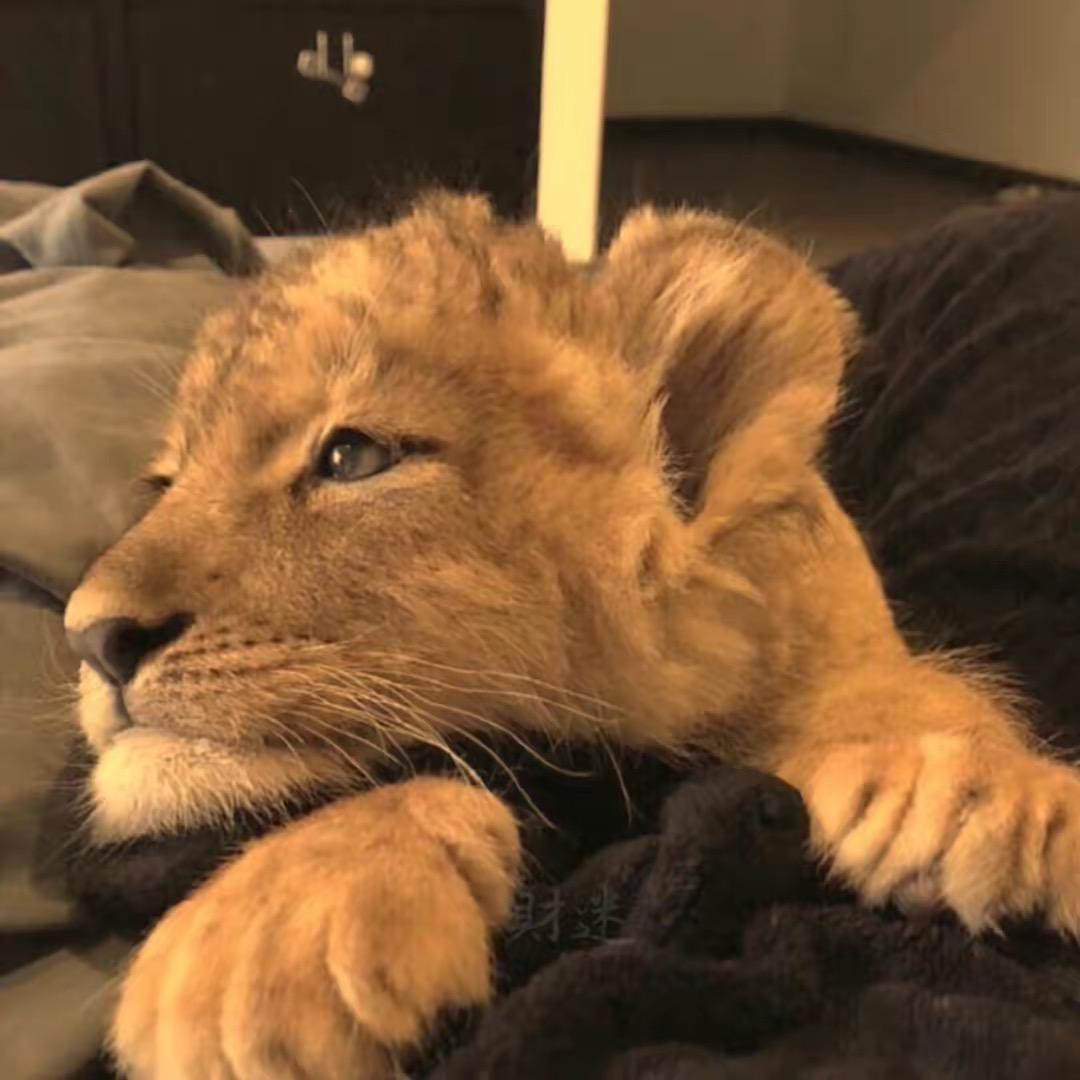陳Leo