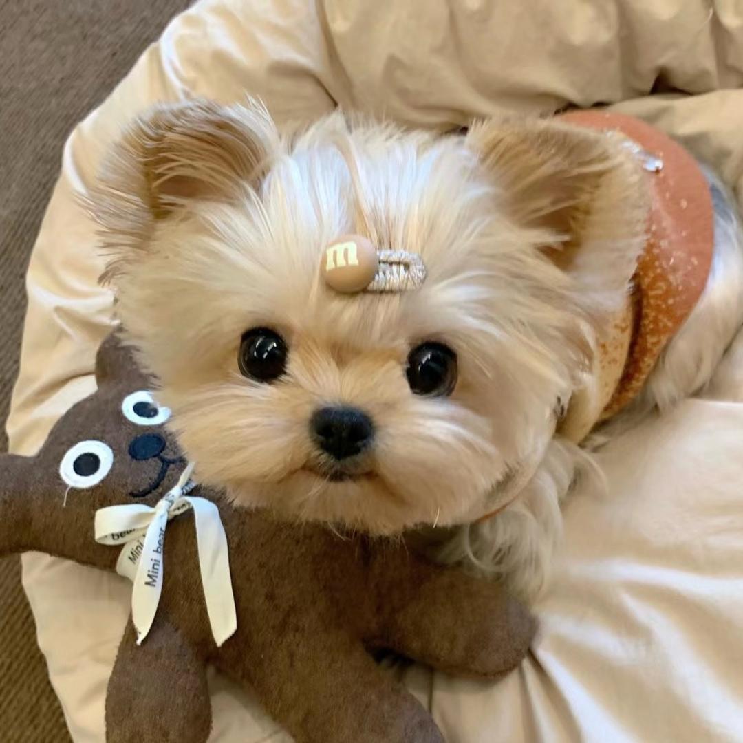 圣杨家马尔济斯约克夏