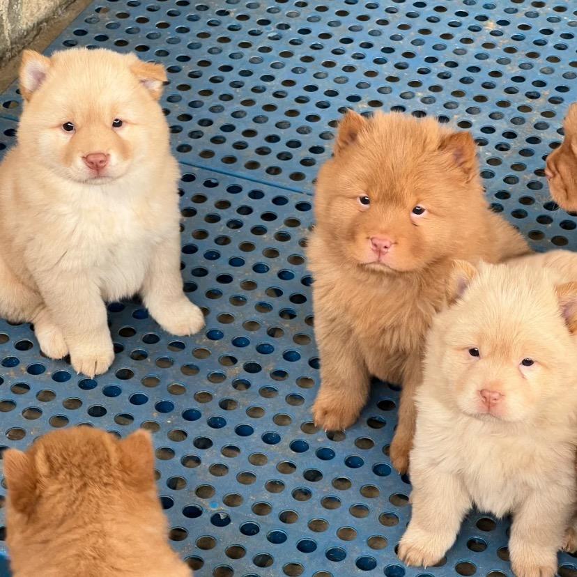 啊优田园犬