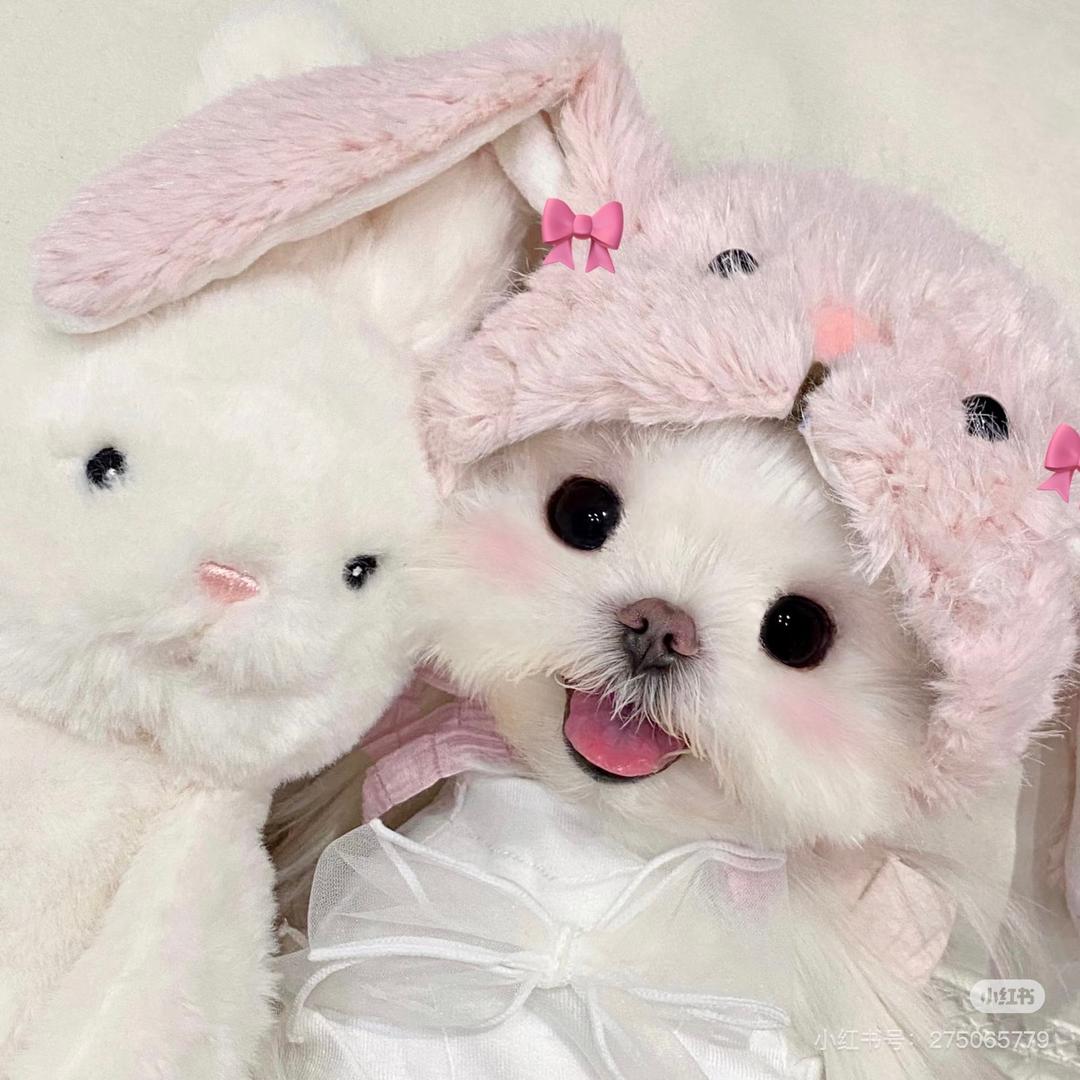 ᥫᩣ·