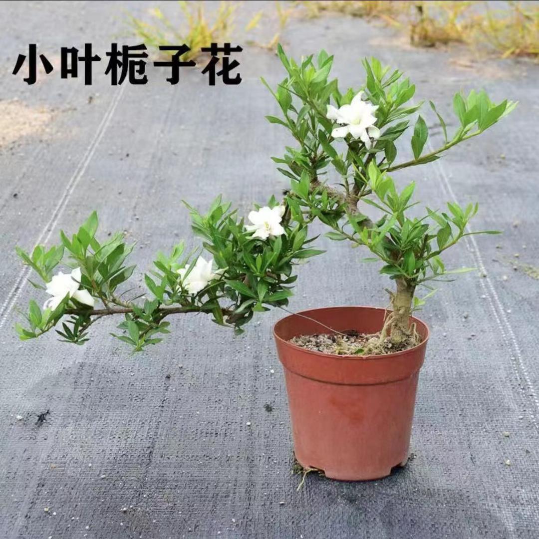 奕桩园盆景