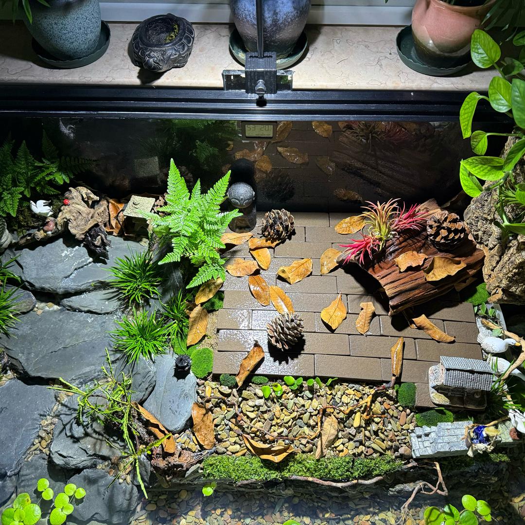 🐠爱养鱼的任先生🐟