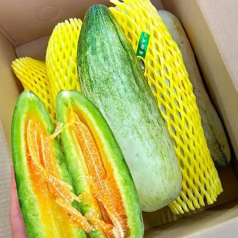 羊角蜜甜瓜甜宝绿宝潍坊种植地