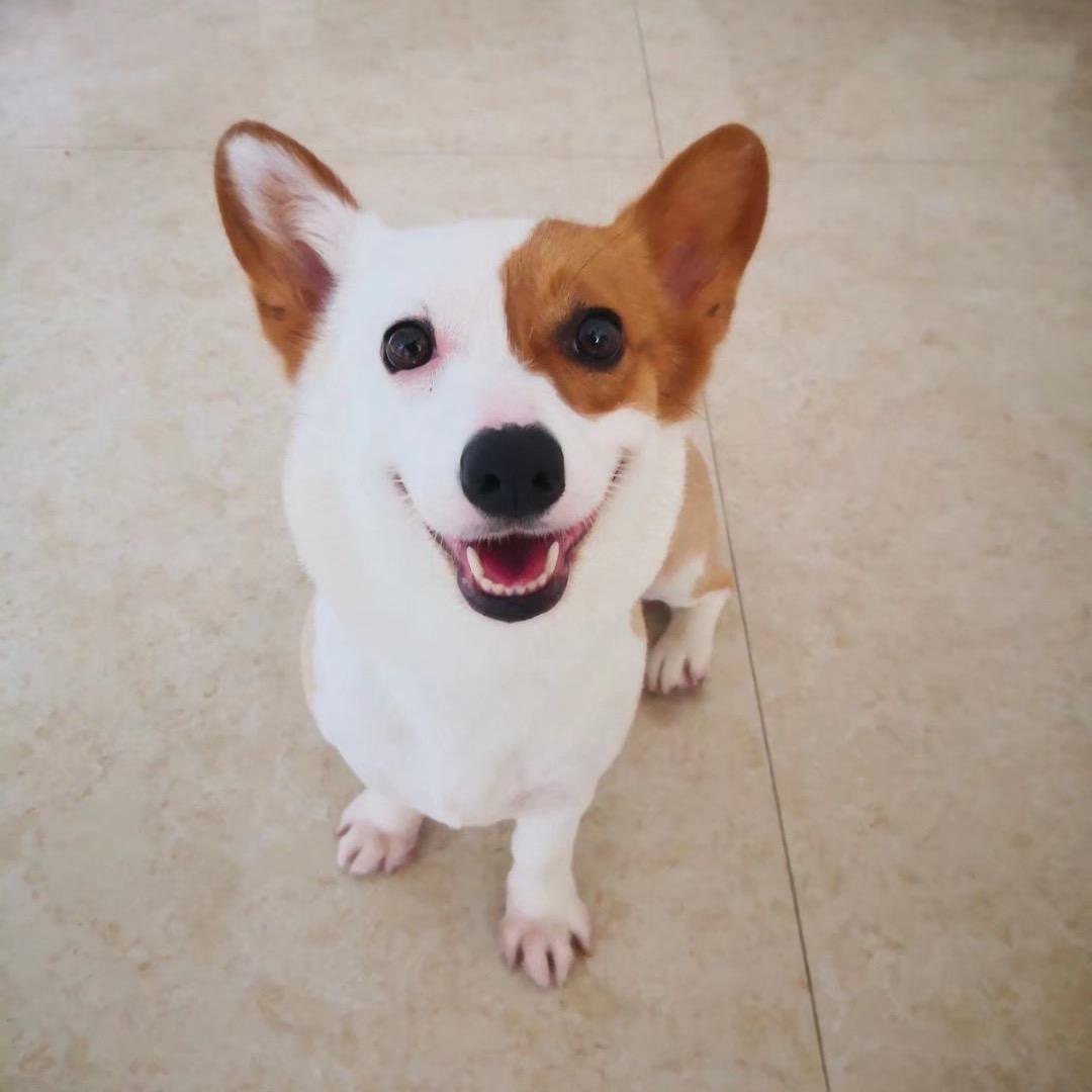 杜楠嘟嘟与十一大盗