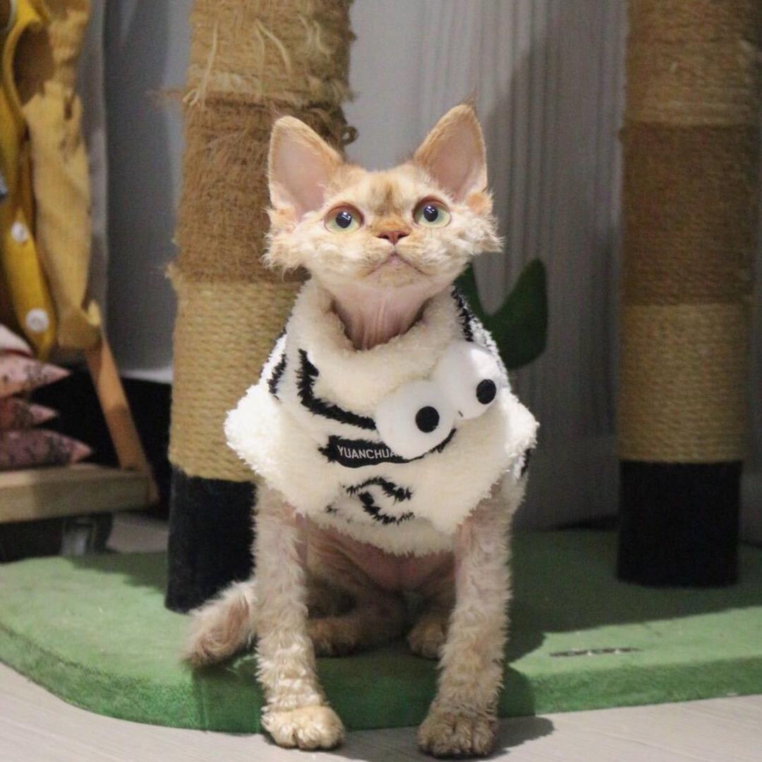 爱打盹儿的喵🐱（家庭繁育）