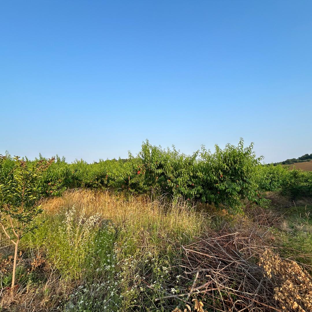 水果洋柿子西红柿新鲜产地直发