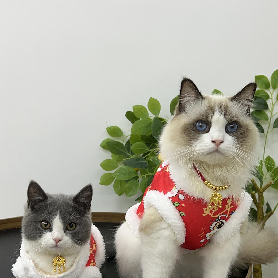 布偶小团子宠物用品