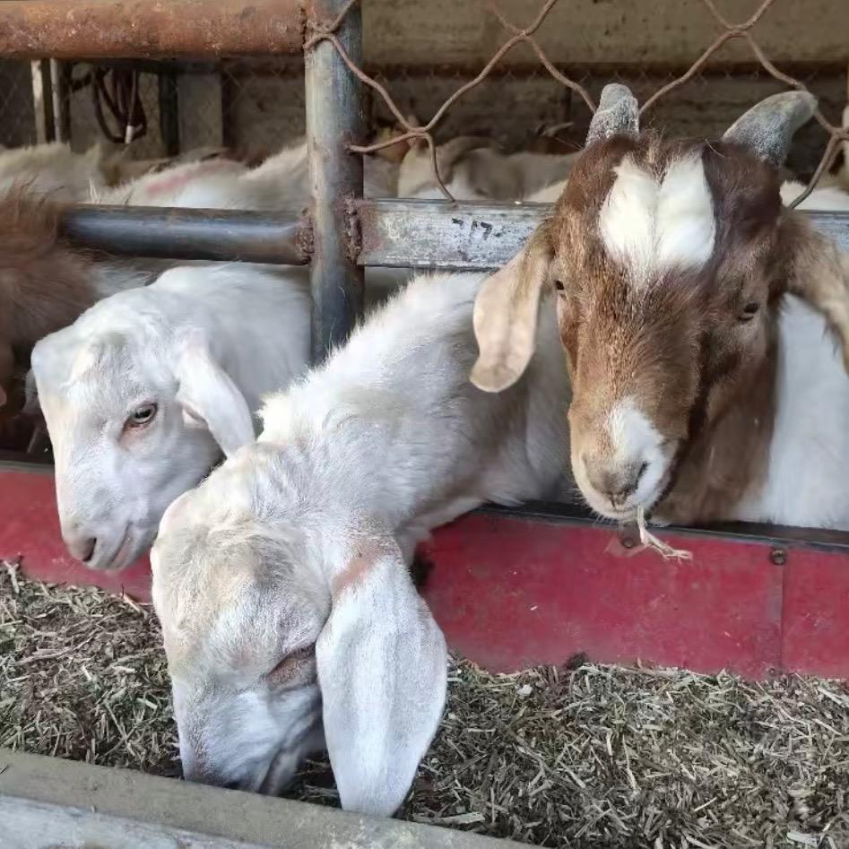 长官志勇牛羊肉食店