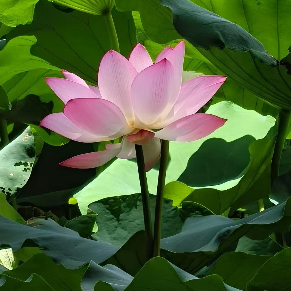 樱桃小丸子🐥