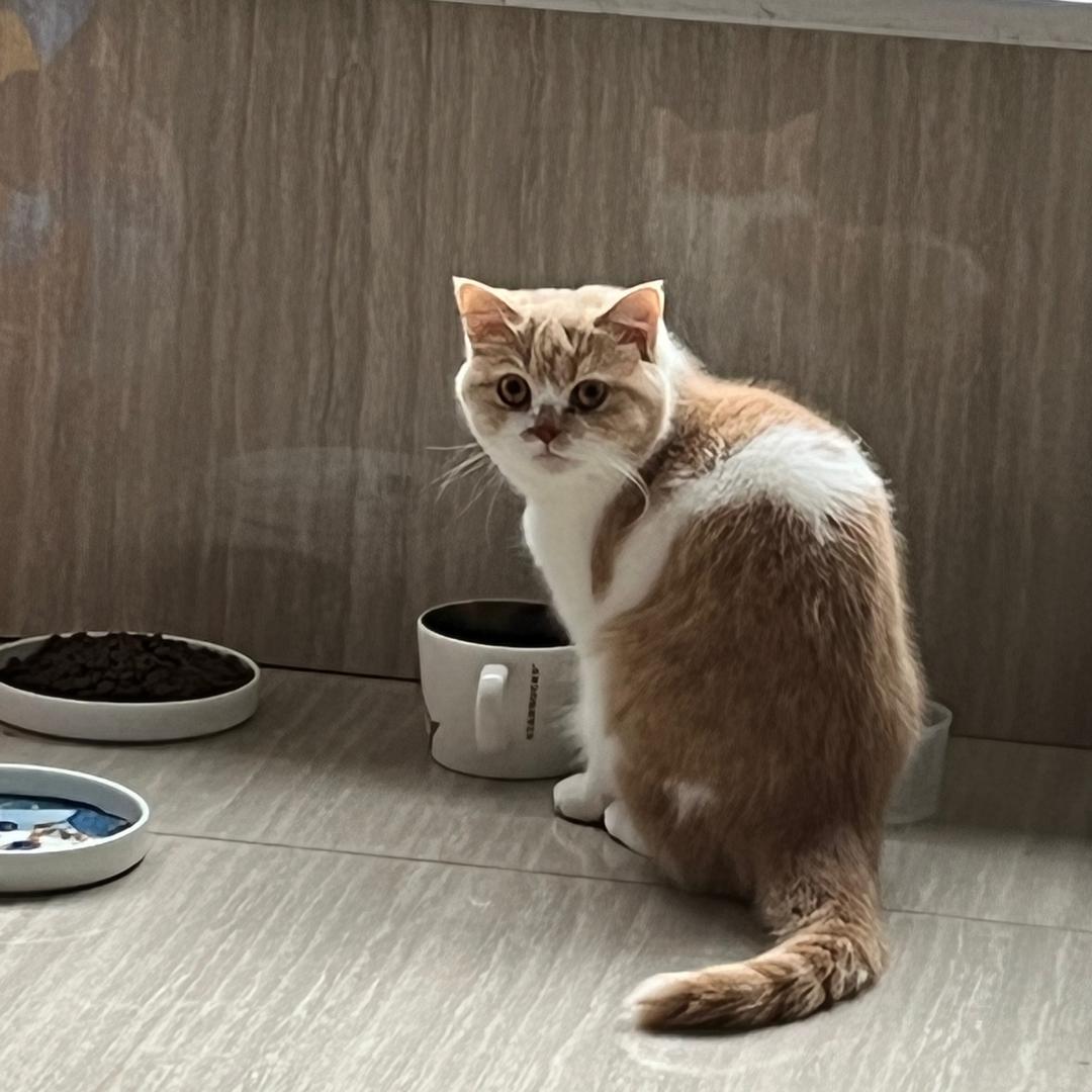 木木不吃花生