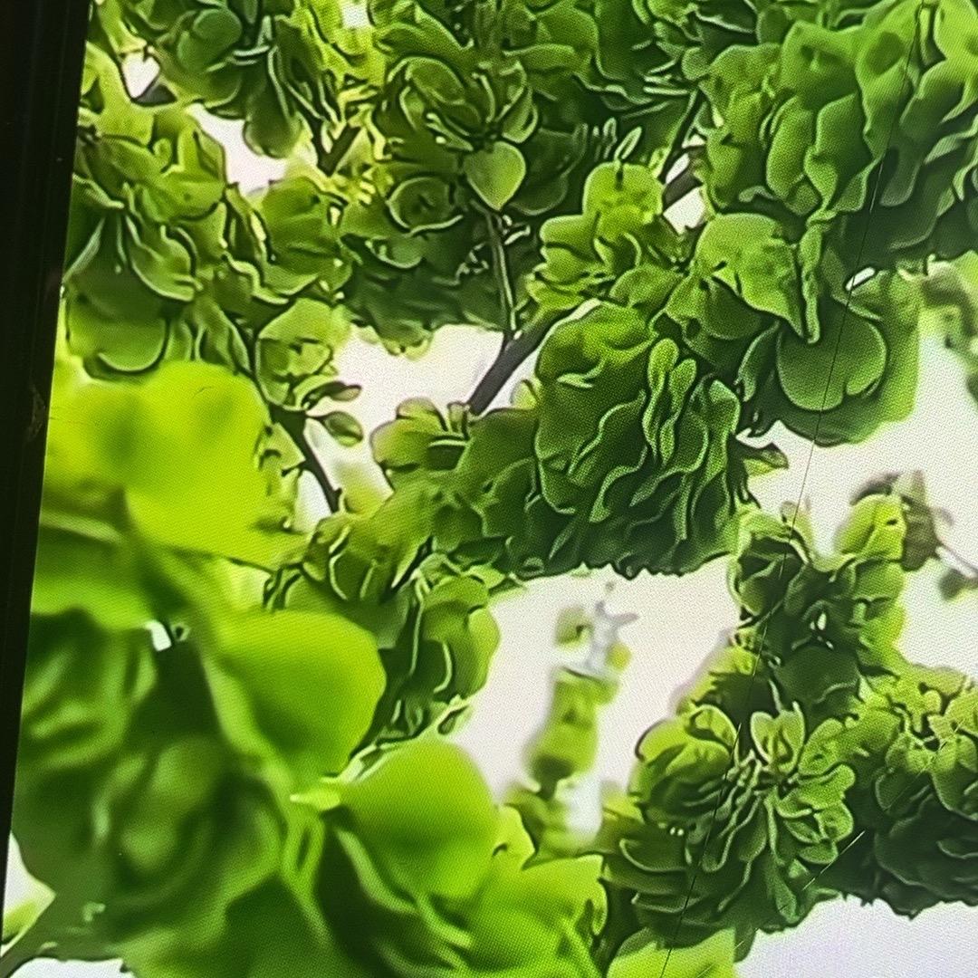 福缘2