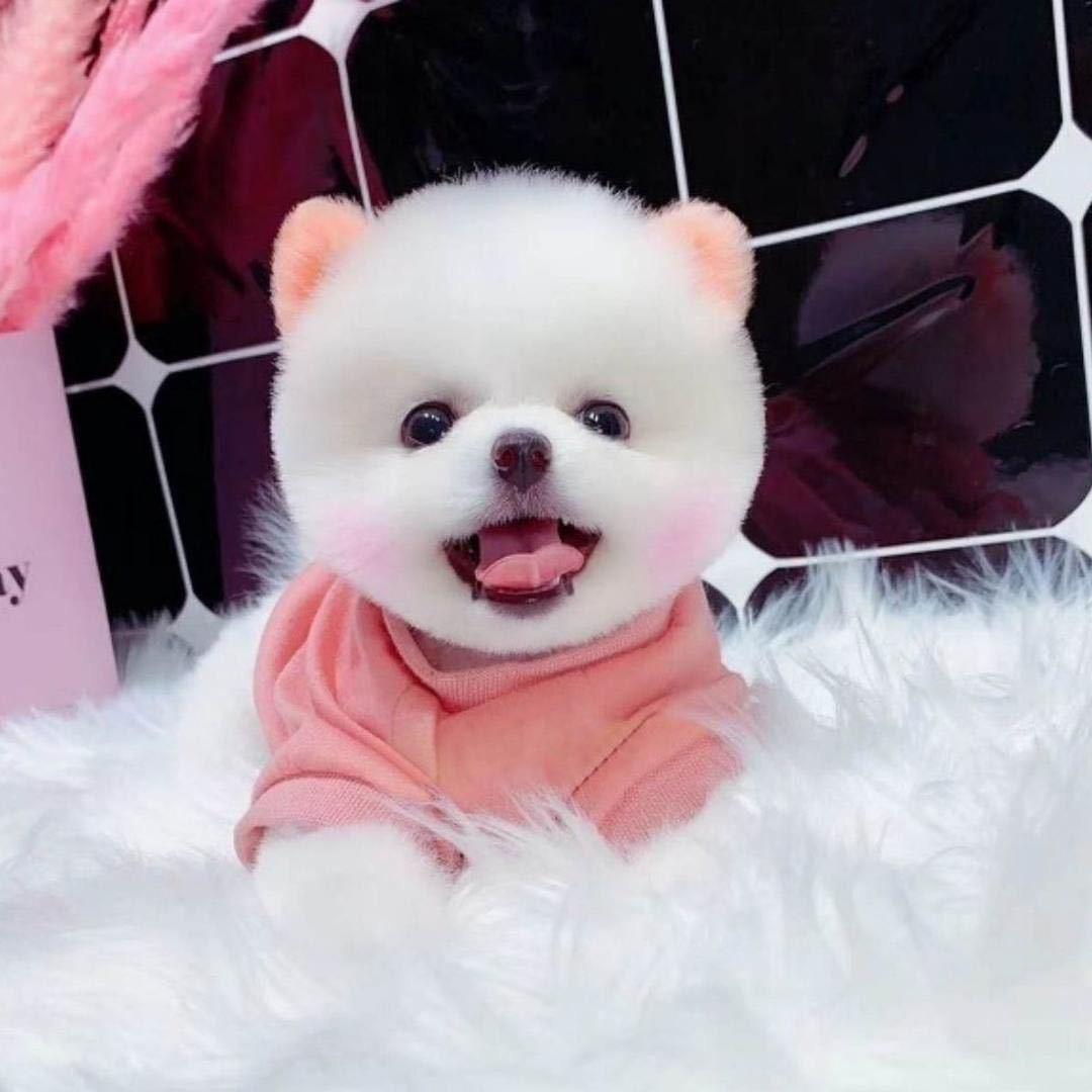 开心淘宠🍬