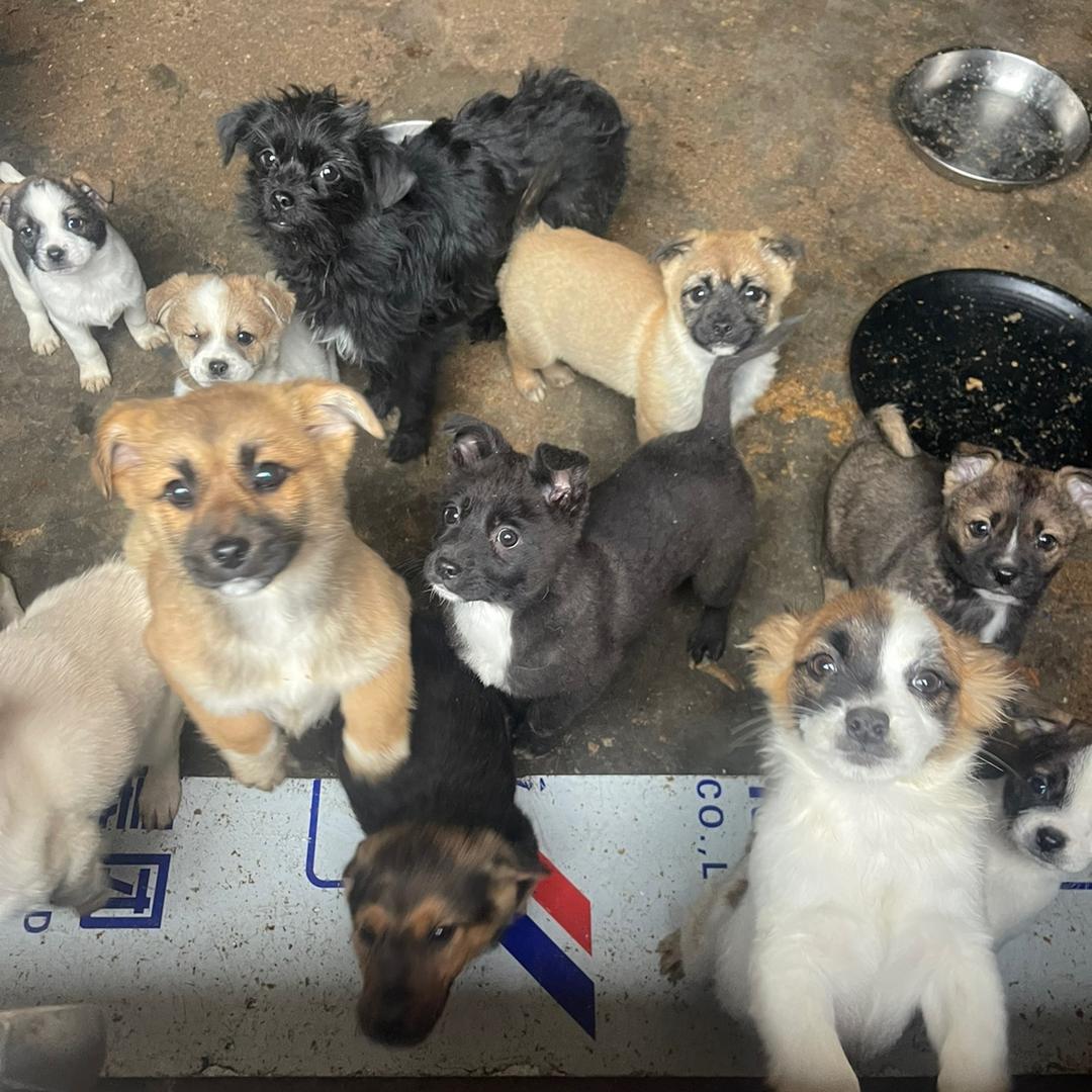 请别欺负流浪猫狗