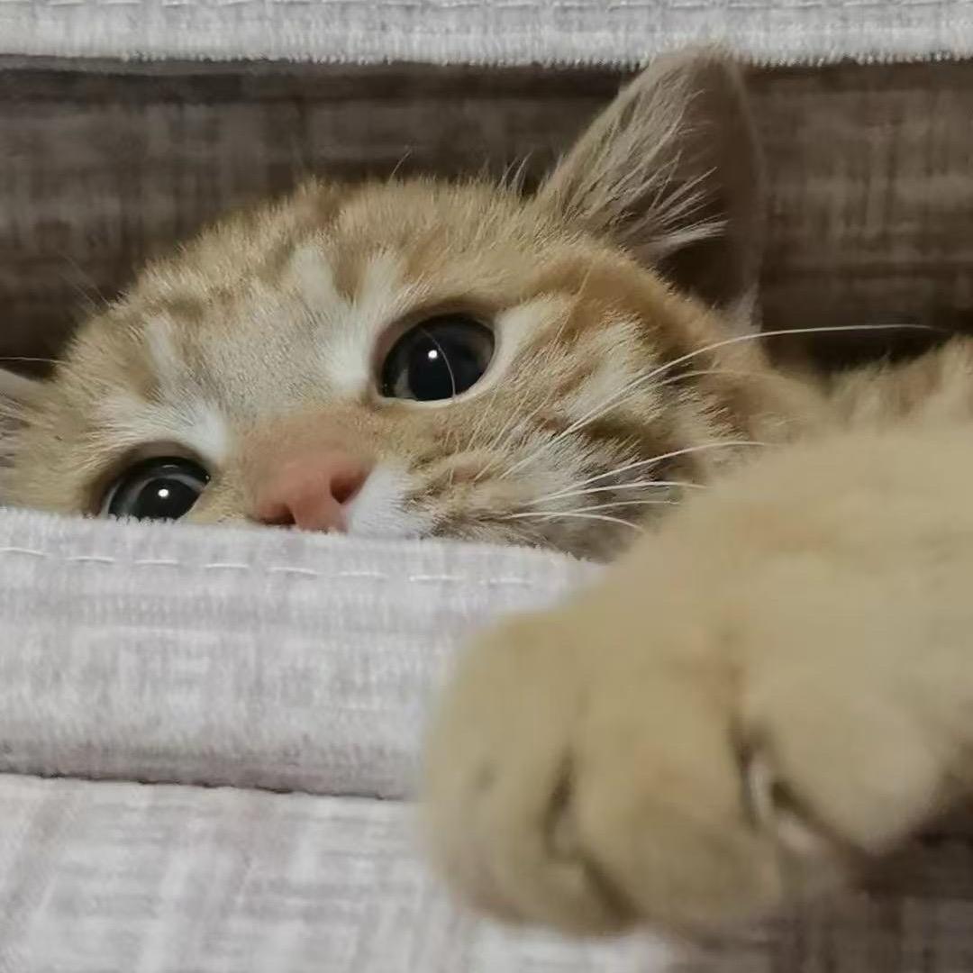 蓝按