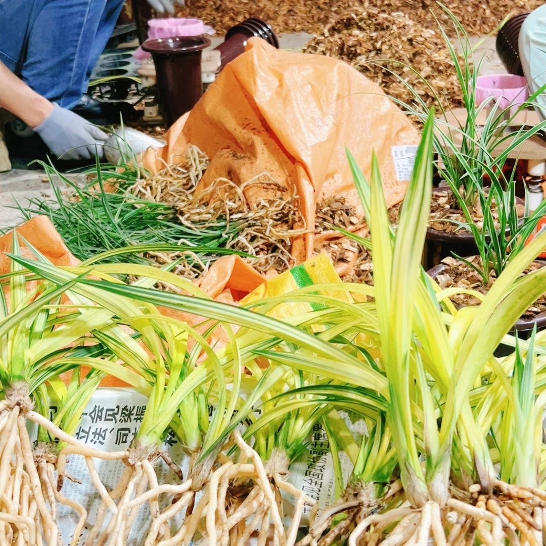 广东兰花种植批发基地