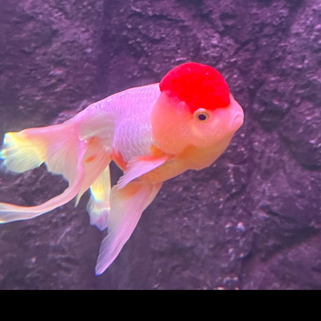 小茗同学👨‍🎓