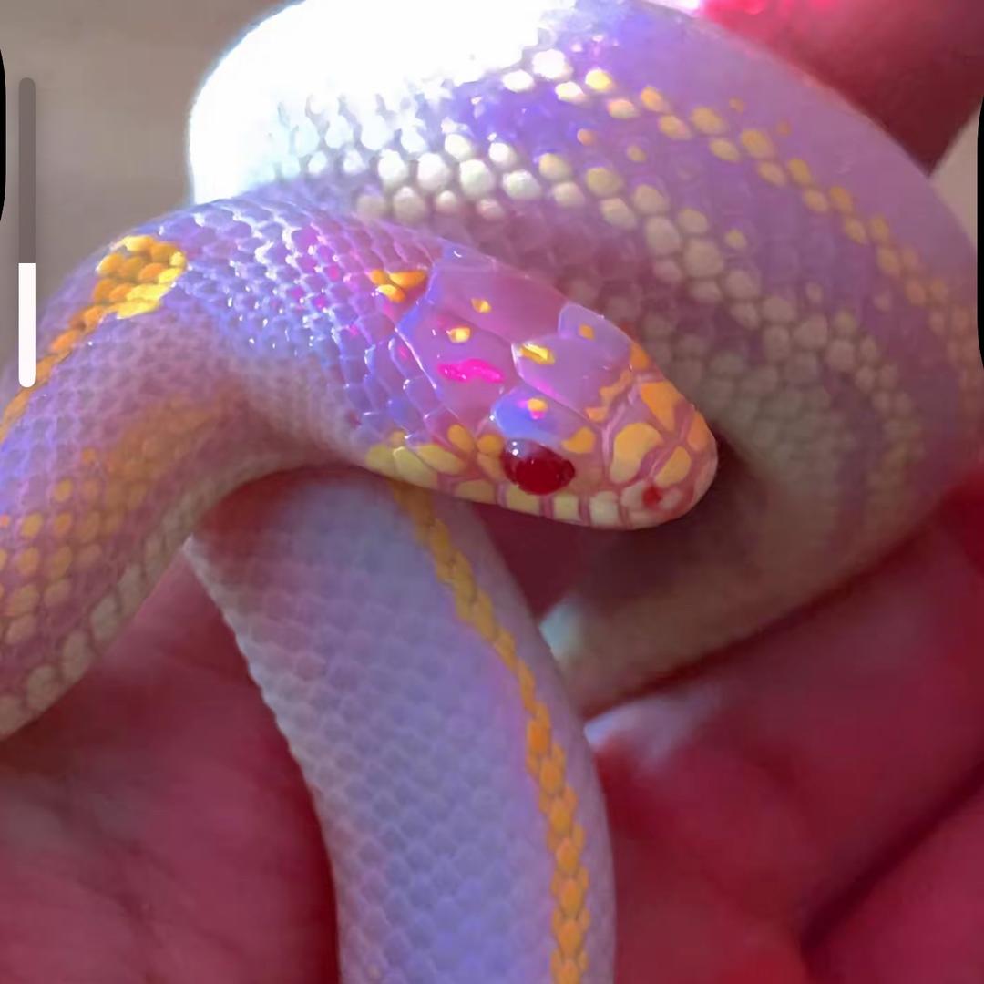 小🐍
