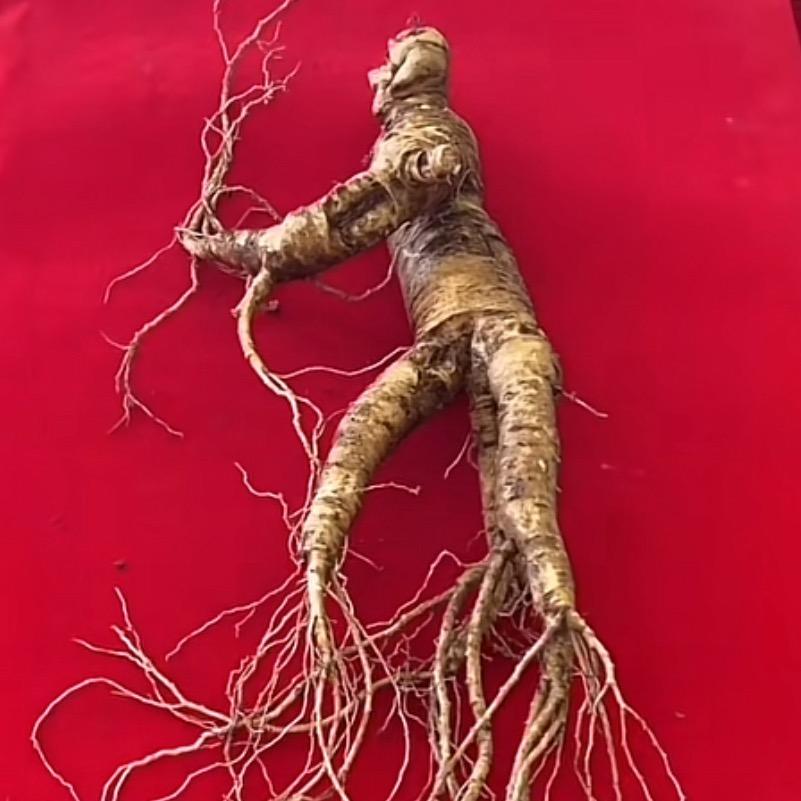苗亮🌱佛心❤️