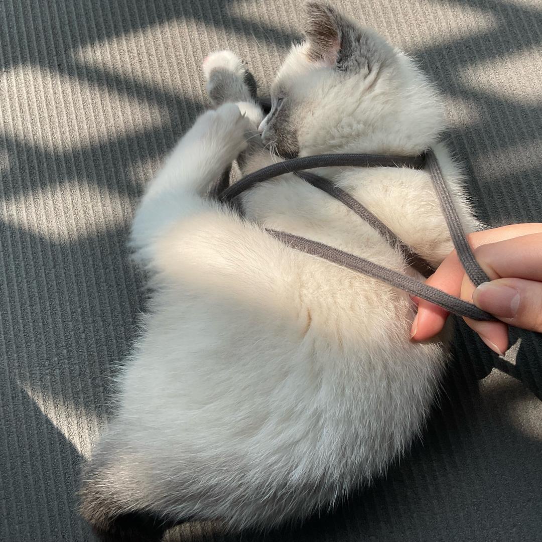 几道