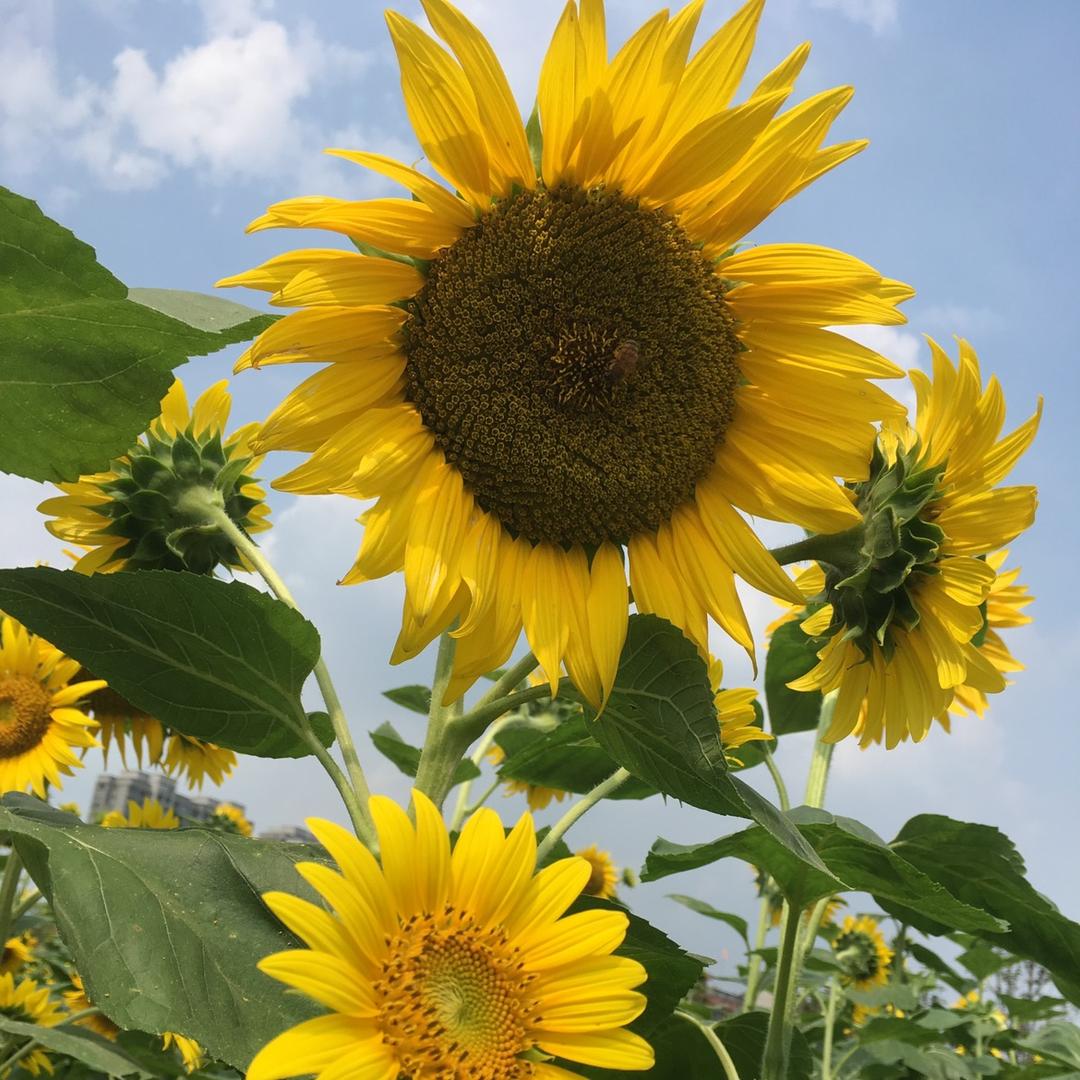 ✨你若💕盛开✨（互）